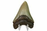 Serrated, Fossil Megalodon Tooth - North Carolina #160500-2